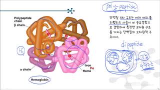 5 2 단백질