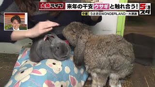 ウサギを抱いて！大須に「ウサギづくし」のショップが…長江アナもメロメロに【大須ライブ】 (2022年12月23日)