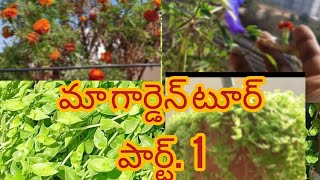 మా గార్డెన్ లో ఉన్న మొక్కలు అన్నిటిని మీకు చూపించడం కోసం ఈ వీడియో చేశాను చూడండి