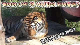 (4K)무궁이 생애첫 사냥이 개미??  - 백두대간수목원 / 한국호랑이 / 호랑이숲