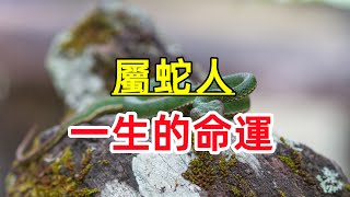 【屬蛇人一生的命運】 屬蛇人幾月出生命最好，一輩子財運、事業、婚姻運揭秘！