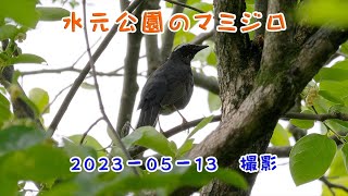 4K　水元公園のマミジロ　2023 05 13　撮影