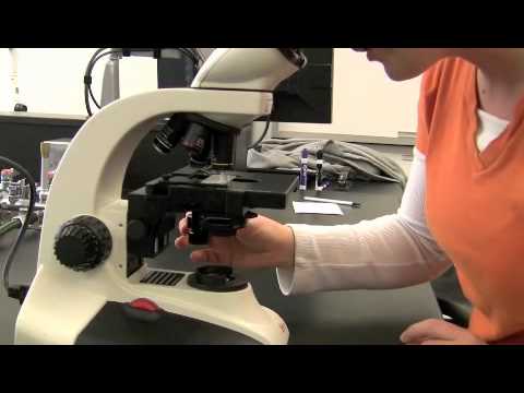 Microbiology Microscope Youtube