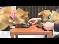 【豆柴】癒される～♪可愛い弟の見本になる♪【子犬】【多頭飼い】【柴犬】