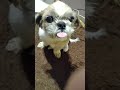 シーズーのムサシ君　 シーズー 愛犬