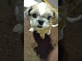 シーズーのムサシ君　 シーズー 愛犬