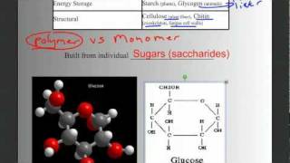 Biomolecules Part 1: Intro, Carbohydrates, and Lipids