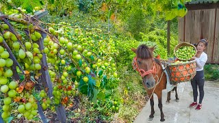 Harvesting Apples with Horse Carriages | Phương New Life