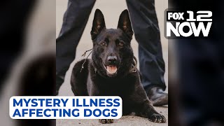 LIVE: Veterinarian on mystery illness affecting dogs