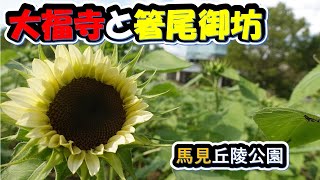 【大福寺と箸尾御坊】聖徳太子建立と伝わる広陵町的場の大福寺！箸尾御坊から長龍ブリューパークを経て馬見丘陵公園を散策