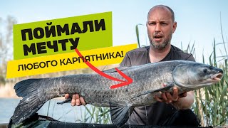 НОВЫЕ РЕКОРДЫ: Как поймать ЧЕРНОГО и БЕЛОГО АМУРА? РЫБАЛКА в НЕРЕСТ на ЗОЛОТОМ БЕРЕГУ!