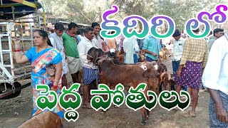 kadiri goat market కదిరి మేక పోతుల సంత ##trending #kadiri @proddaturtraveller