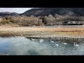 犀川白鳥湖のコハクチョウ（とカモ）