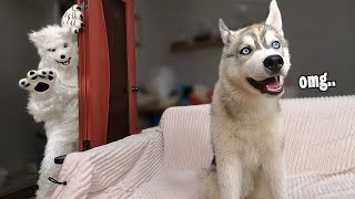 Husky Pranked By Wolf Costume