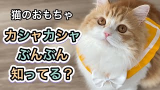 カシャカシャぶんぶんで遊んでみた！【ラガマフィン】【猫のおもちゃ】