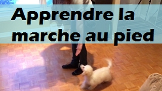 Tutoriel: MARCHE AU PIED