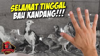 Cara MENCEGAH/MENGATASI BAU KANDANG AYAM | Tutorial Penyemprotan EM4