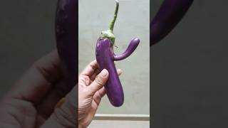 variety brinjal 🍆 #rare 😯😲🙄#so simple/ humble#(കൊമ്പ്‌)😆😆😆