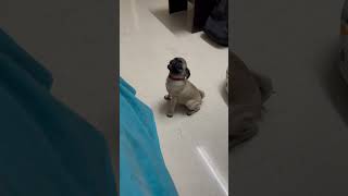 எனக்கு ஒரே ஒரு ஆசை தான் #anniepug #annievlogs #annievlogspug #anniefunnyvideo