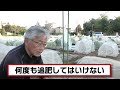 top fertilizing method and timing for winter onion cultivation taught by a japanese farmer