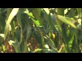 Stalk of the corn plant in a cornfield waving in the wind
