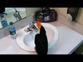 baby toucan taking a longgggg bath rocko the toucan