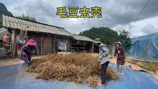 风干的毛豆除壳👩🏻‍🌾 小瓜煮晚饭🍲Threshing Dried Edamame Beans👩🏻‍🌾 Qua Cooks Dinner🍲