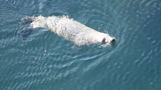 Stunning Underwater Seal Looks Like Graceful Mermaid