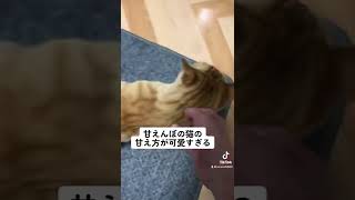 甘えんぼの猫の甘え方が可愛すぎる#保護猫 #茶トラ #可愛い猫