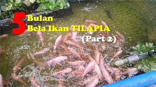 Tilapia Aquaponic | Tips & Trick (Part 2)