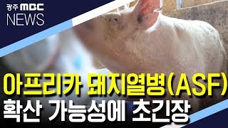 [뉴스데스크]아프리카 돼지열병 확산 가능성에 초긴장