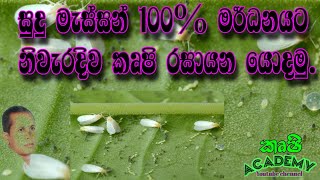 සුදු මැස්සන් 100% ක් මර්ධනය කිරීම  100%  control of whiteflies in polythene houses