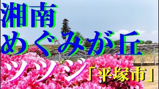 湘南めぐみが丘のツツジ（平塚市）