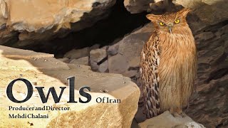 Wildlife of Iran: Owls/ حیات وحش ایران: جغدها