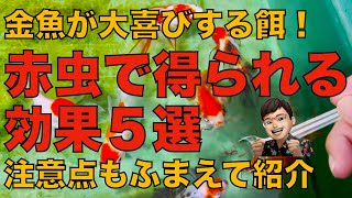 赤虫を金魚に与えることで得られる効果５選を紹介