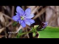 飯豊連峰　花の稜線歩き