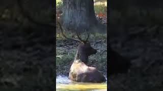 deer enjoys bathing