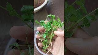 Coriander leaves grown at home. #food #foodie #coriander #plant #shorts #youtubeshorts