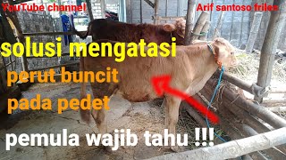 CARA MENGATASI PERUT BUNCIT PADA PEDET ||PEMULA WAJIB TAHU.