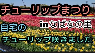 #【チューリップまつりに行ってきました。】と自宅のチューリップとうとう、咲きました。イン#なばなの里へ！