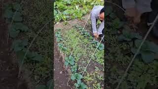 Easy Build A Small Greenhouse Reusable Material #satisfying #short