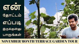 November Month மாடித்தோட்டம் (Tour) | என் மாடித்தோட்டம் எப்படி இருக்கு என்று ஒரு Detail Tour