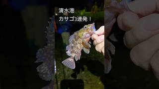 清水港カサゴが釣れてます！