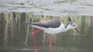 野鳥撮影・ オーストラリアセイタカシギ　Black-winged Stilt