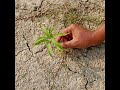 Safeguarding Food Security in sub-Saharan Africa