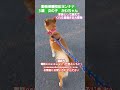 @plusde24 動物保護団体ヨンナナ 里親募集 里親募集中 保護犬 野犬の子 保護犬を家族に 保護活動の現実　