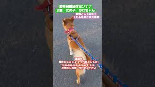 @plusde24  #動物保護団体ヨンナナ #里親募集 #里親募集中 #保護犬 #野犬の子 #保護犬を家族に #保護活動の現実　