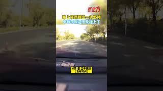 路上突然躥出一頭野豬，小轎車躲避不及撞上了#野豬 #出行註意安全#shorts