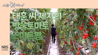 [나는농부다 255회] 태훈 씨 제자의 방울토마토 스마트팜