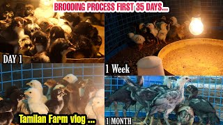 தரமான பெருவெடை குஞ்சுகள் விற்பனை \u0026 வளர்ப்பு முறை | First 30 DAY Process| Chick Sales-Peruvedaifarm|